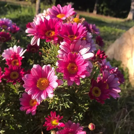 Διαμέρισμα Rustichome *