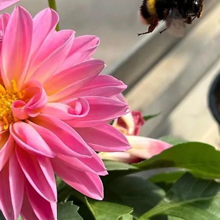 Διαμέρισμα Rustichome