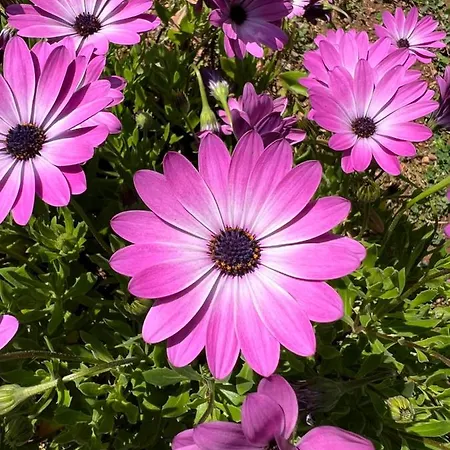 Rustichome アパート