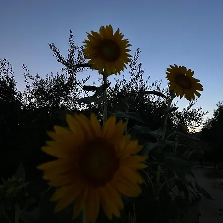 Apartment Rustichome *