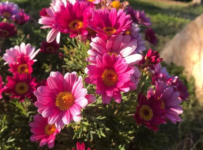 Apartment Rustichome *