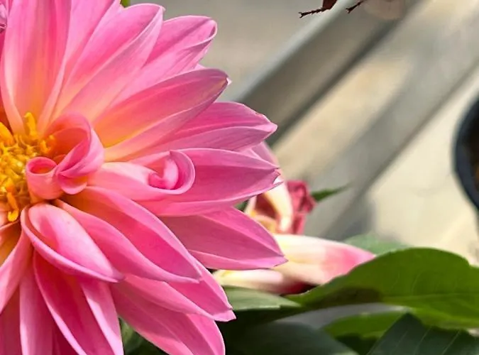 Apartment Rustichome