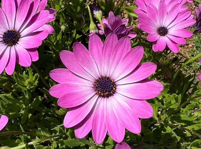 Rustichome Appartement